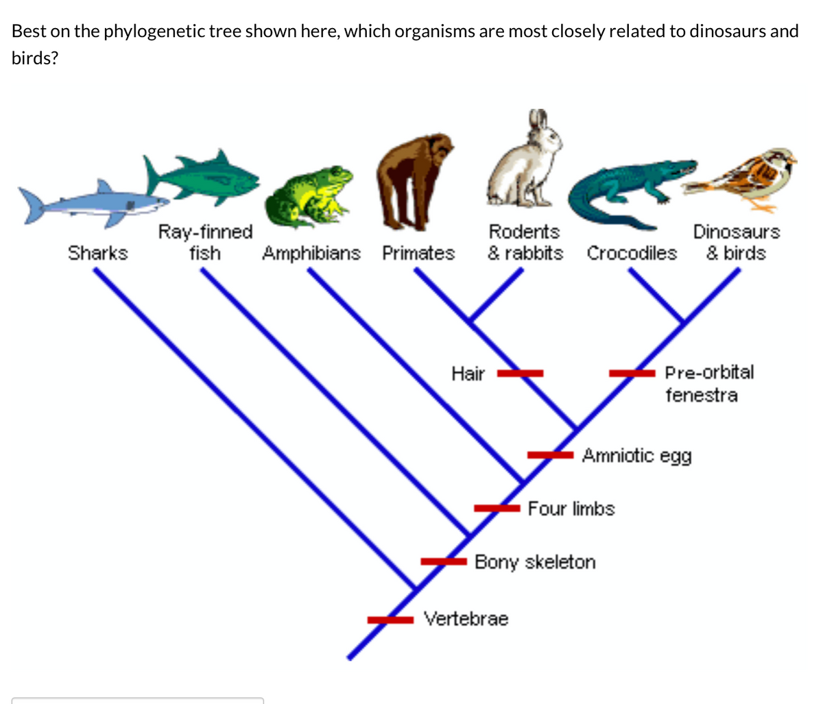 how to tell relatedness on a phylogenetic tree