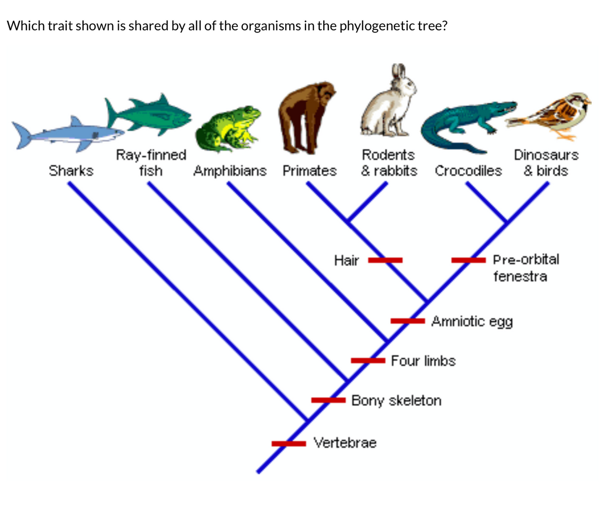 Characteristics Shared By All Primates