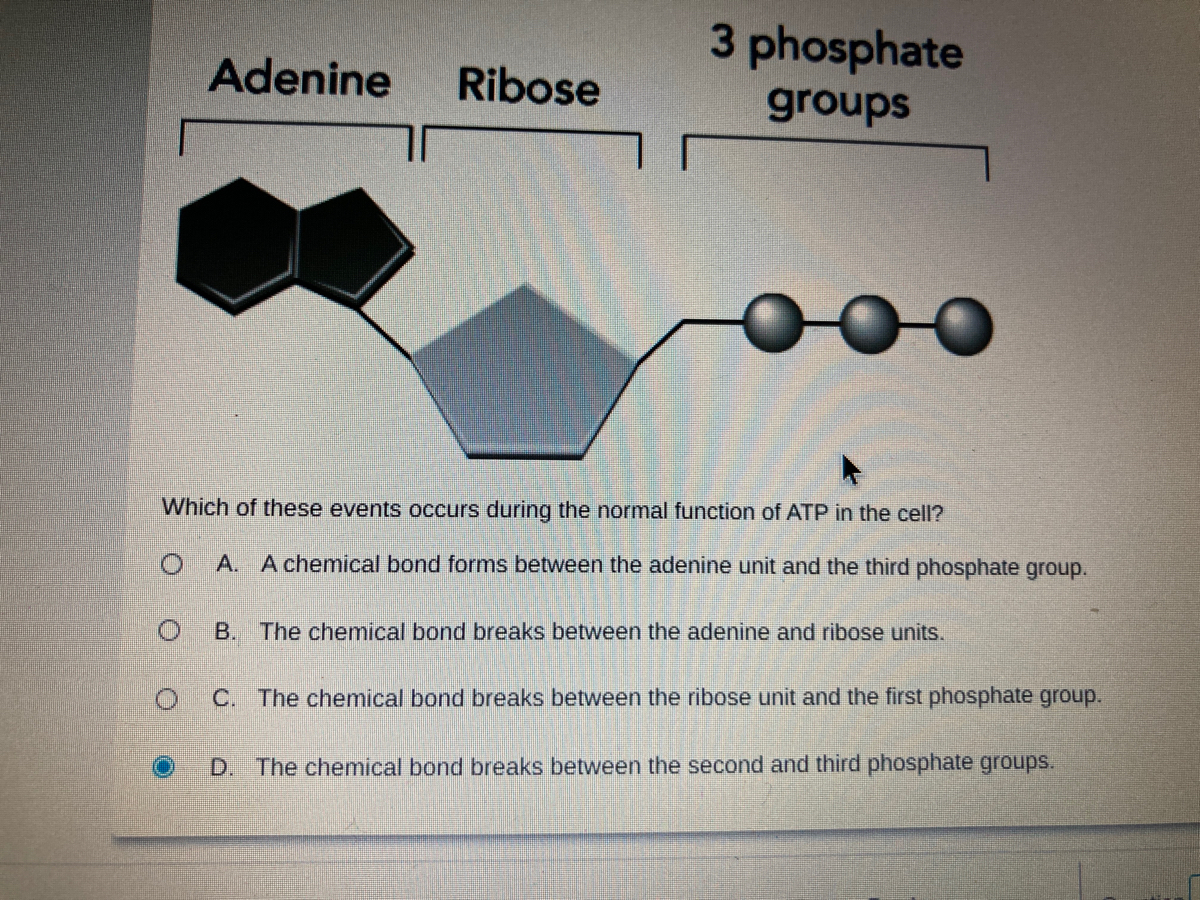 answered-3-phosphate-adenine-ribose-groups-which-bartleby