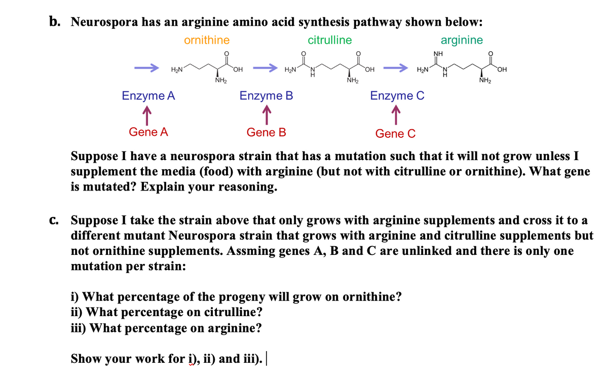 Answered: B. Neurospora Has An Arginine Amino… | Bartleby