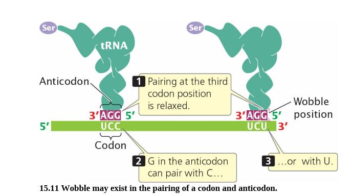 Answered Ser Ser Trna 1 Pairing At The Third Bartleby