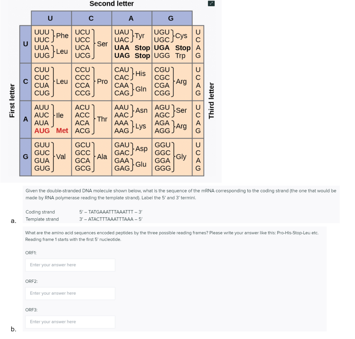 Answered Given The Double Stranded Dna Molecule Bartleby