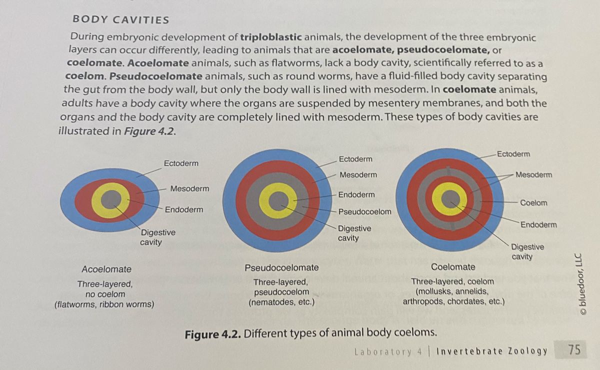 Download Answered Body Cavities During Embryonic Bartleby