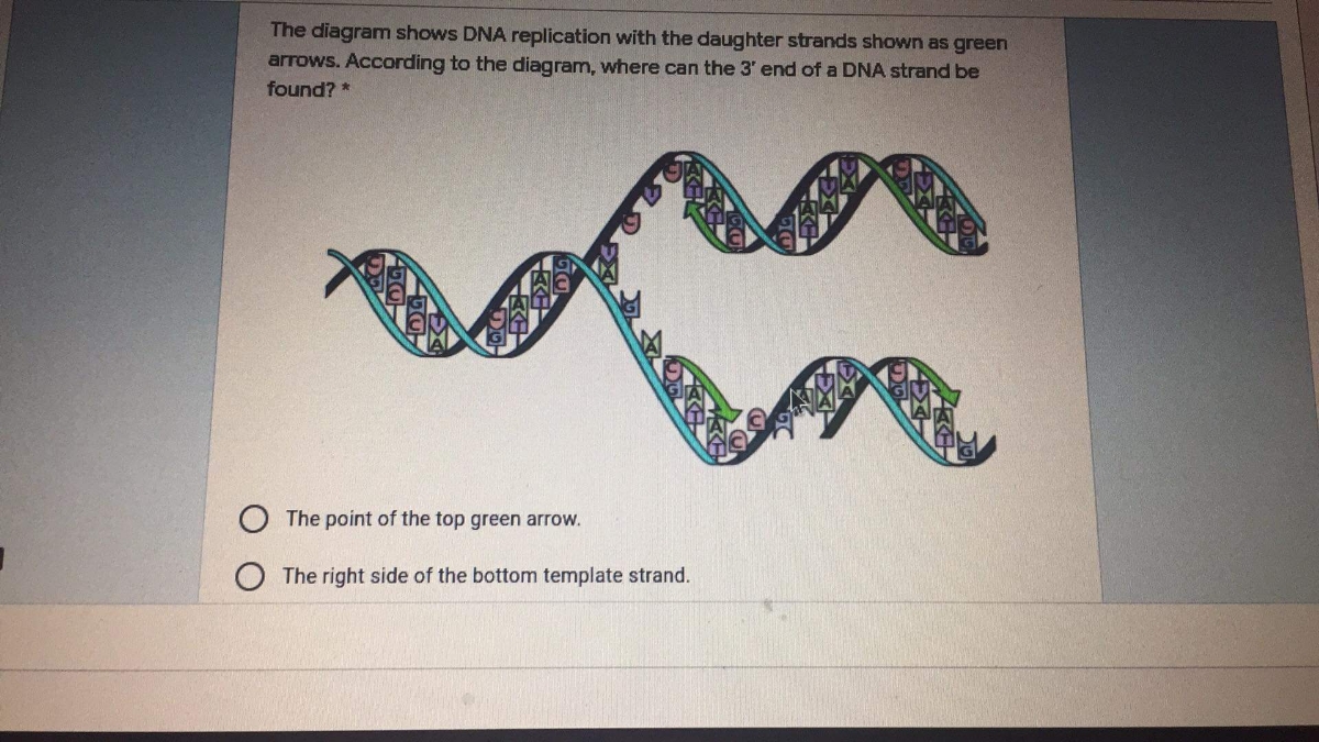 Answered The Diagram Shows Dna Replication With Bartleby