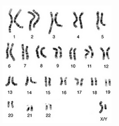 Answered: This HeLa cell (refer to picture),… | bartleby