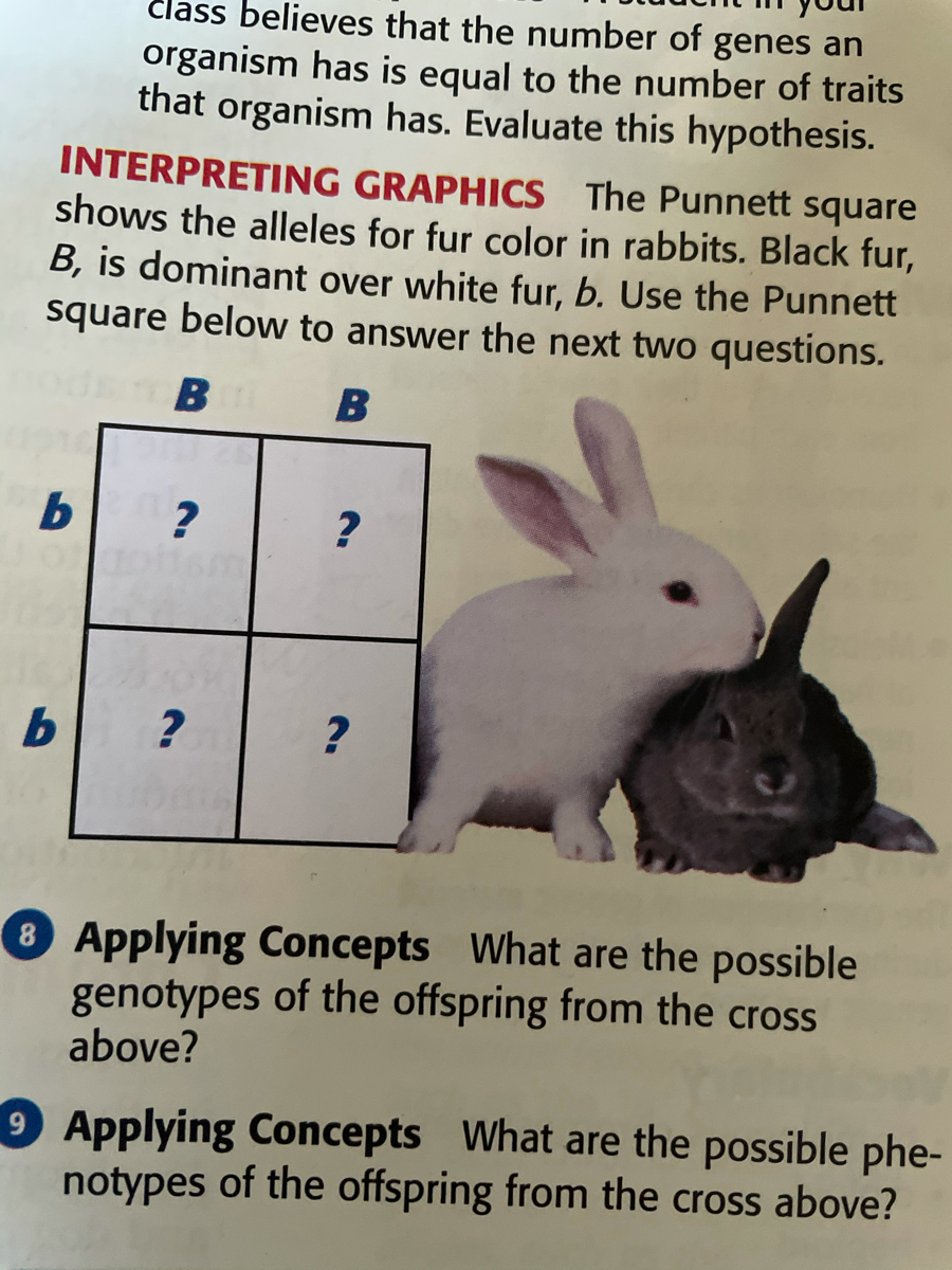 Answered: INTERPRETING GRAPHICS The Punnett… | Bartleby