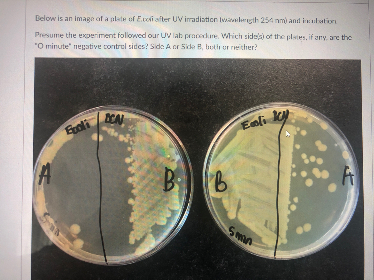 Answered Below Is An Image Of A Plate Of E Coli Bartleby