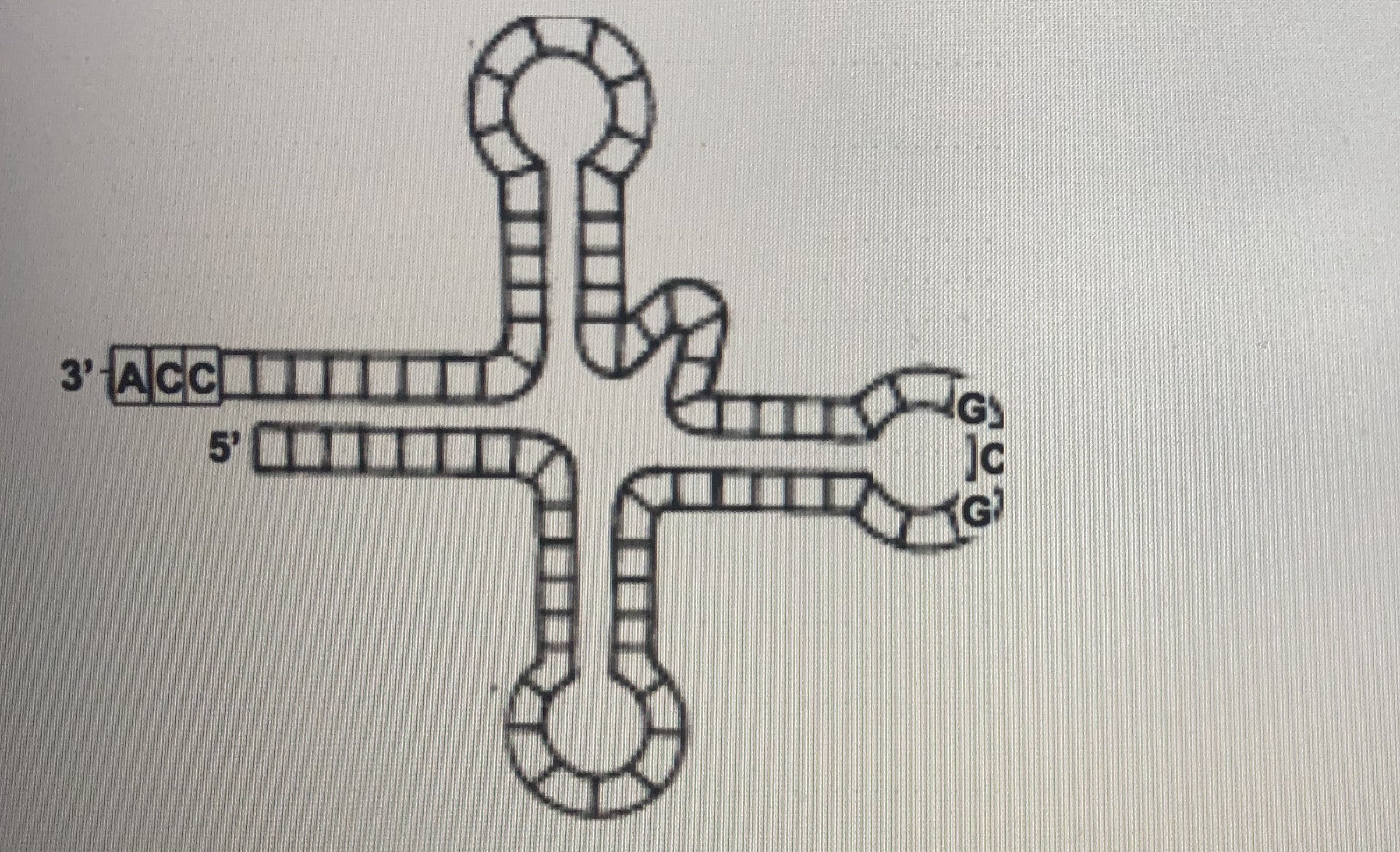 Answered A Standard Codon Table Such As The One Bartleby   9khxe7 