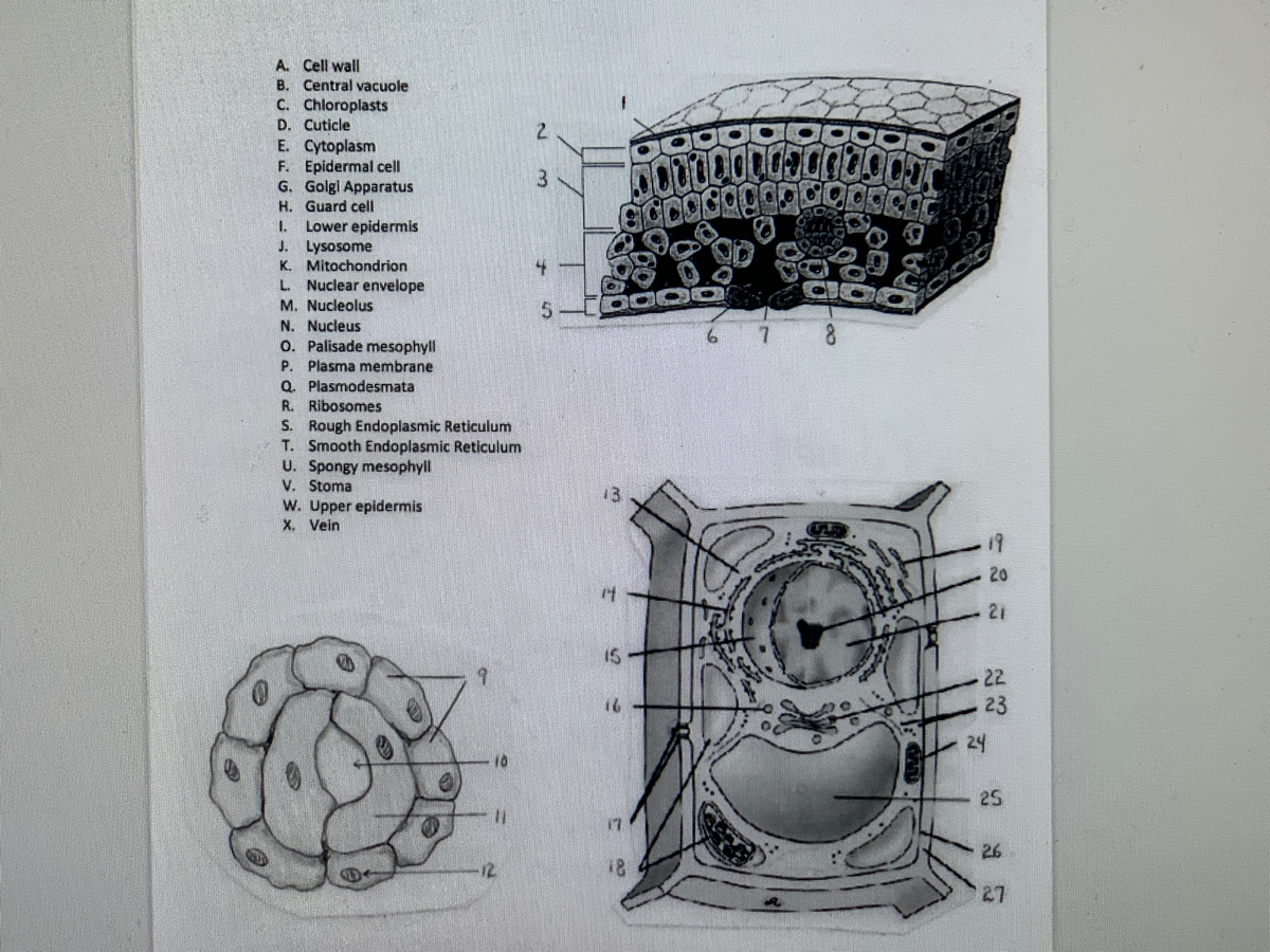 Answered A Cell Wall B Central Vacuole C Bartleby