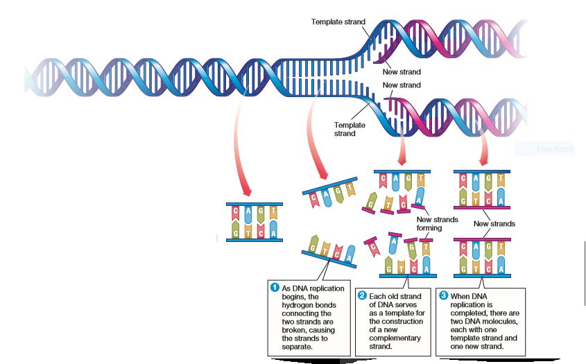 Template Strand Of Dna