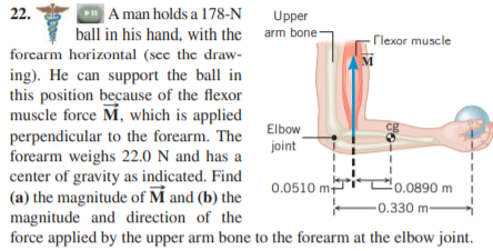 Answered: DA man holds a 178-N ball in his hand,… | bartleby