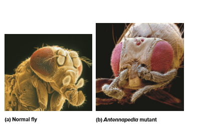 Answered: (a) Normal Fly (b) Antennapedia Mutant | Bartleby