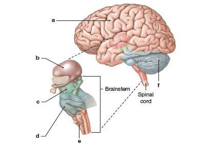 Answered: b - Brainstem Spinal cord | bartleby